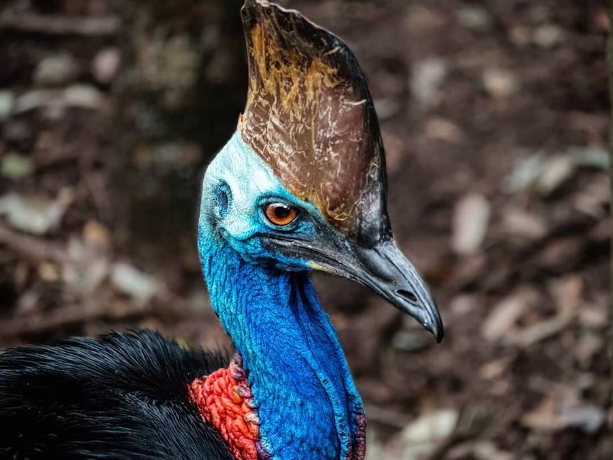 Southern cassowary close-up