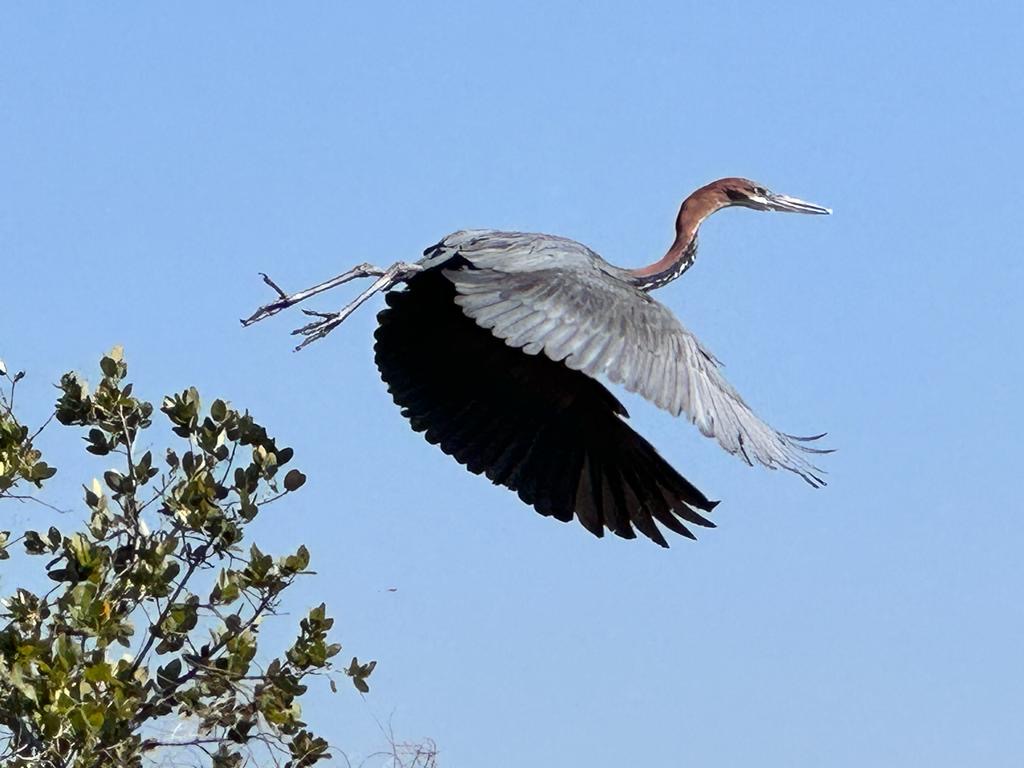 Heron flying with a branch