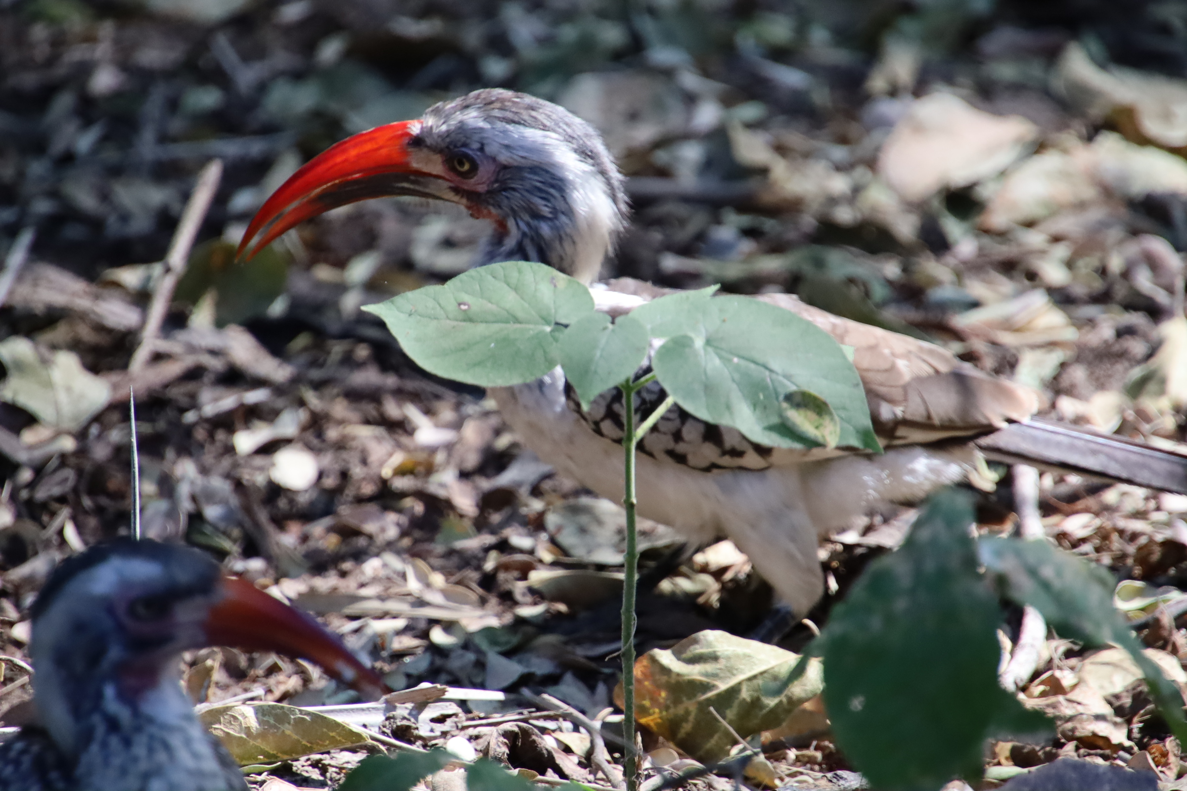 Red-billed hornbill in dry woodland