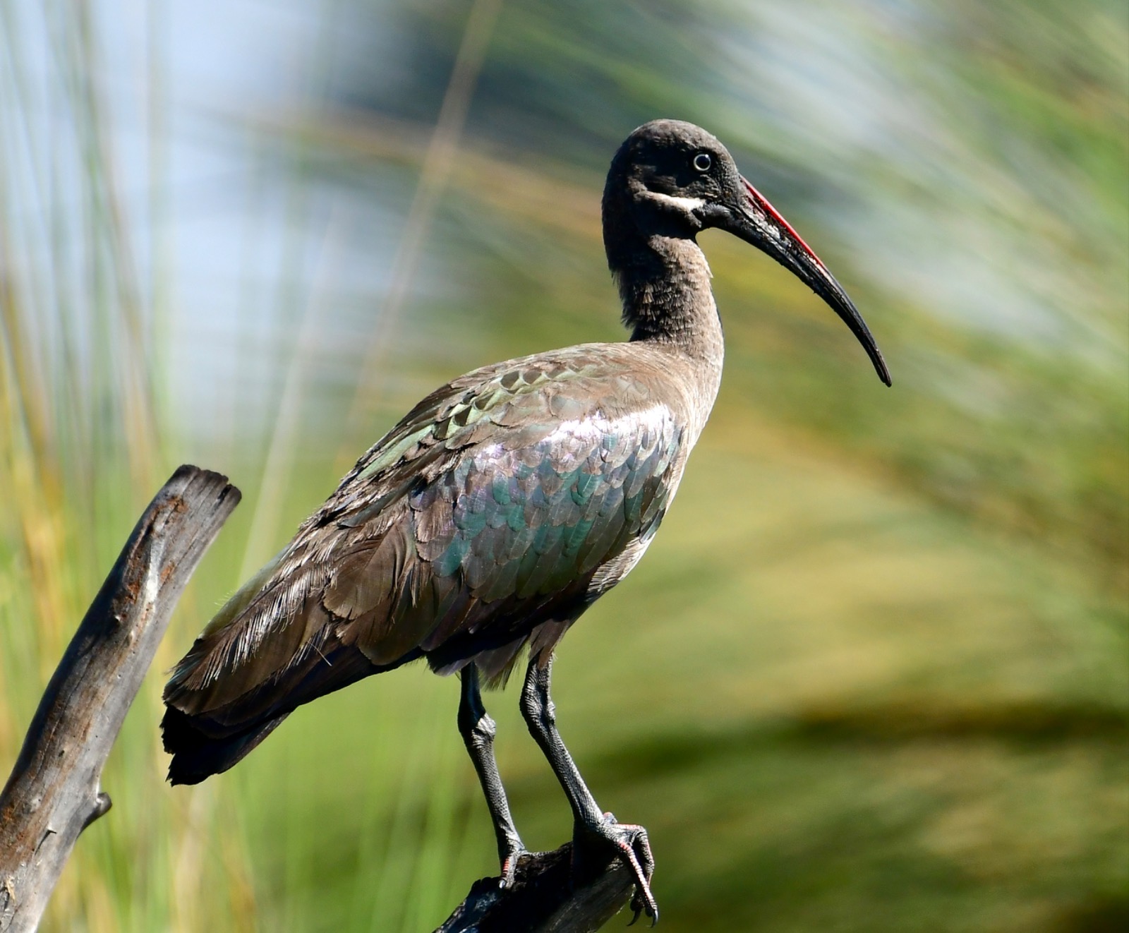 Hadada ibis in wetland light