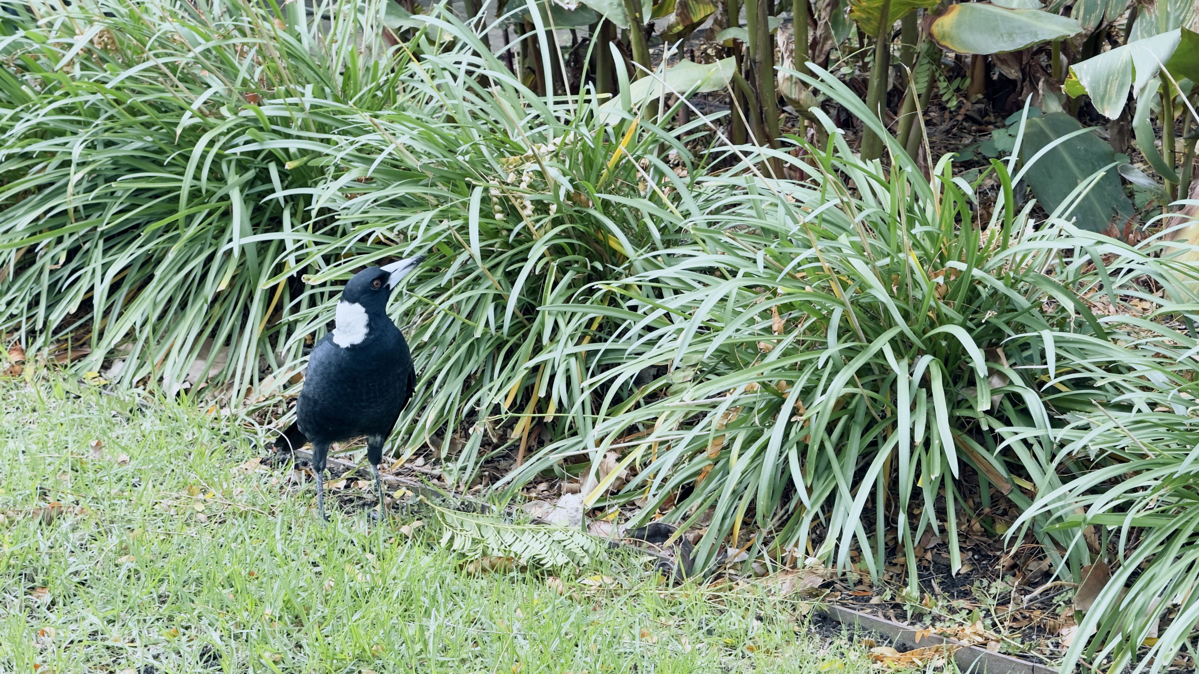 Australian magpie in garden habitat