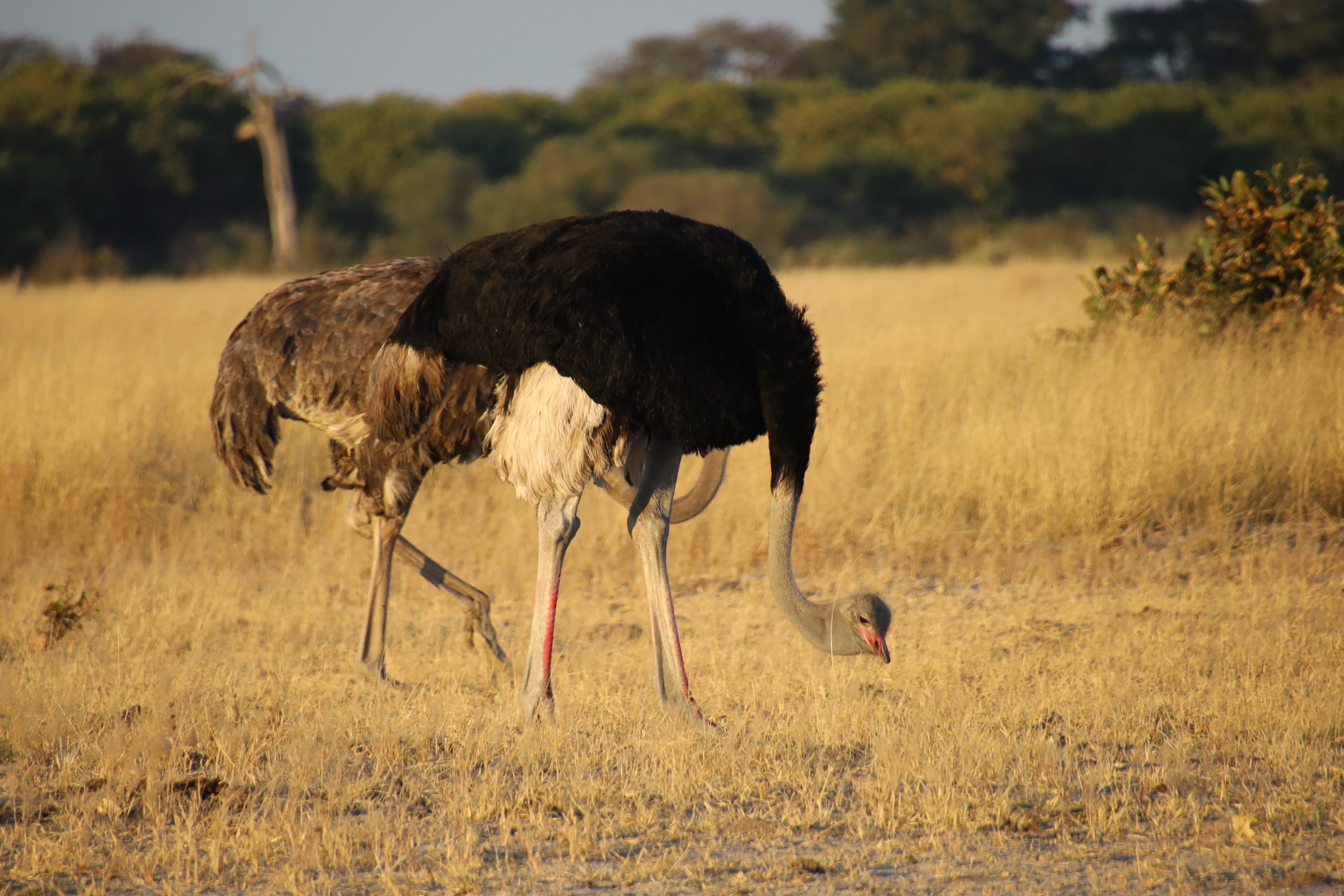Ostriches feeding in dry savannah