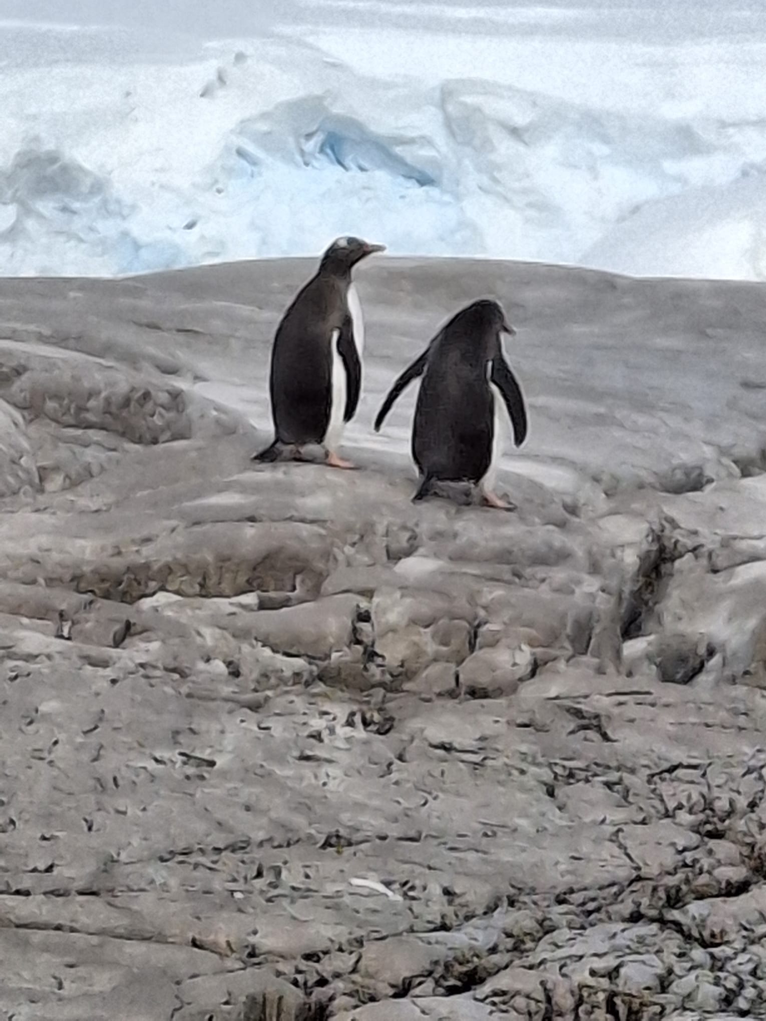 Penguins on Antarctic rock and ice