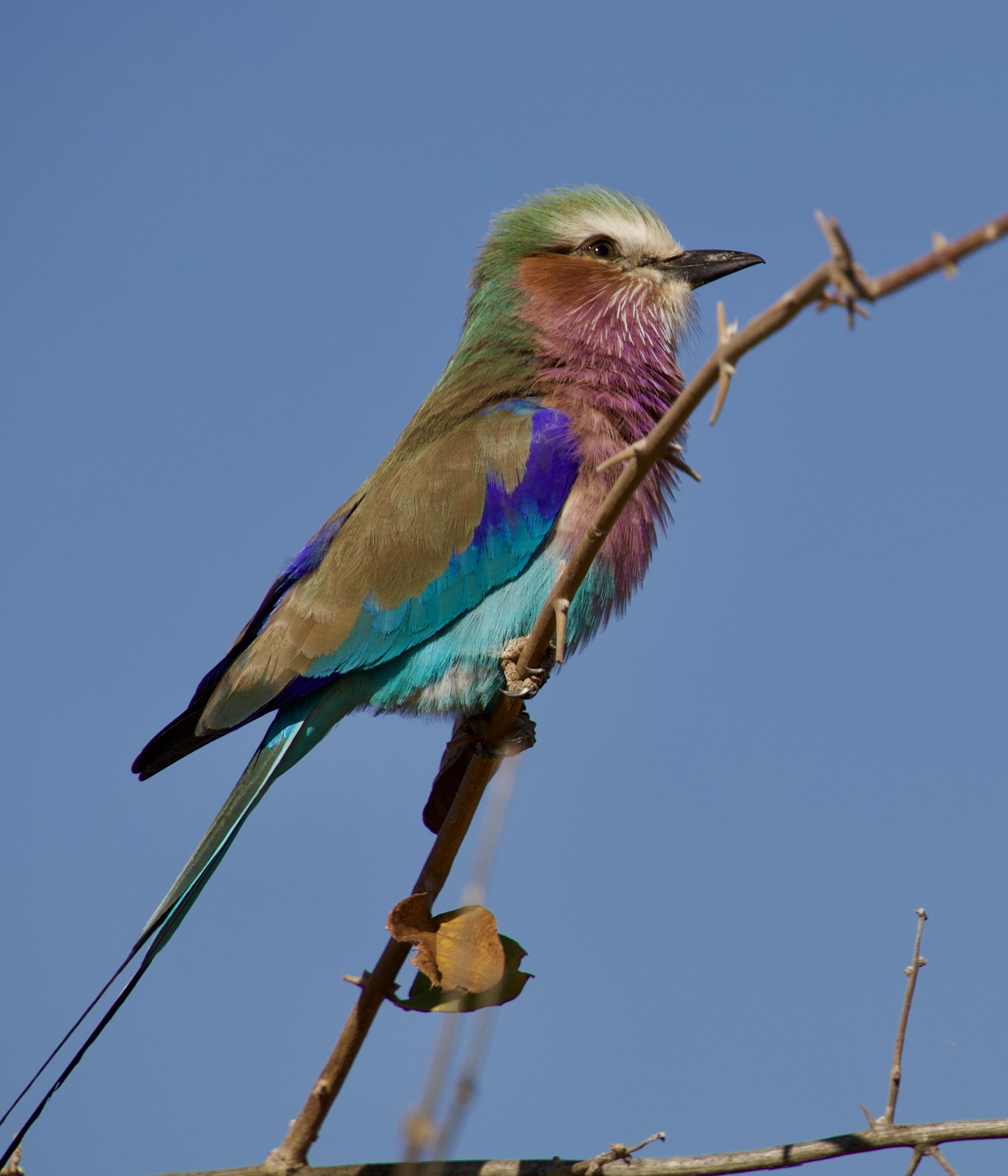 Lilac-breasted roller perched on a branch
